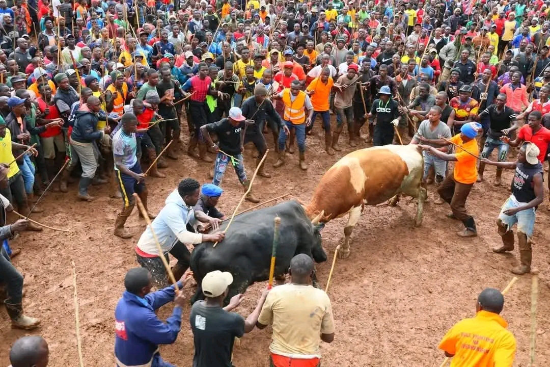 Bullfighting