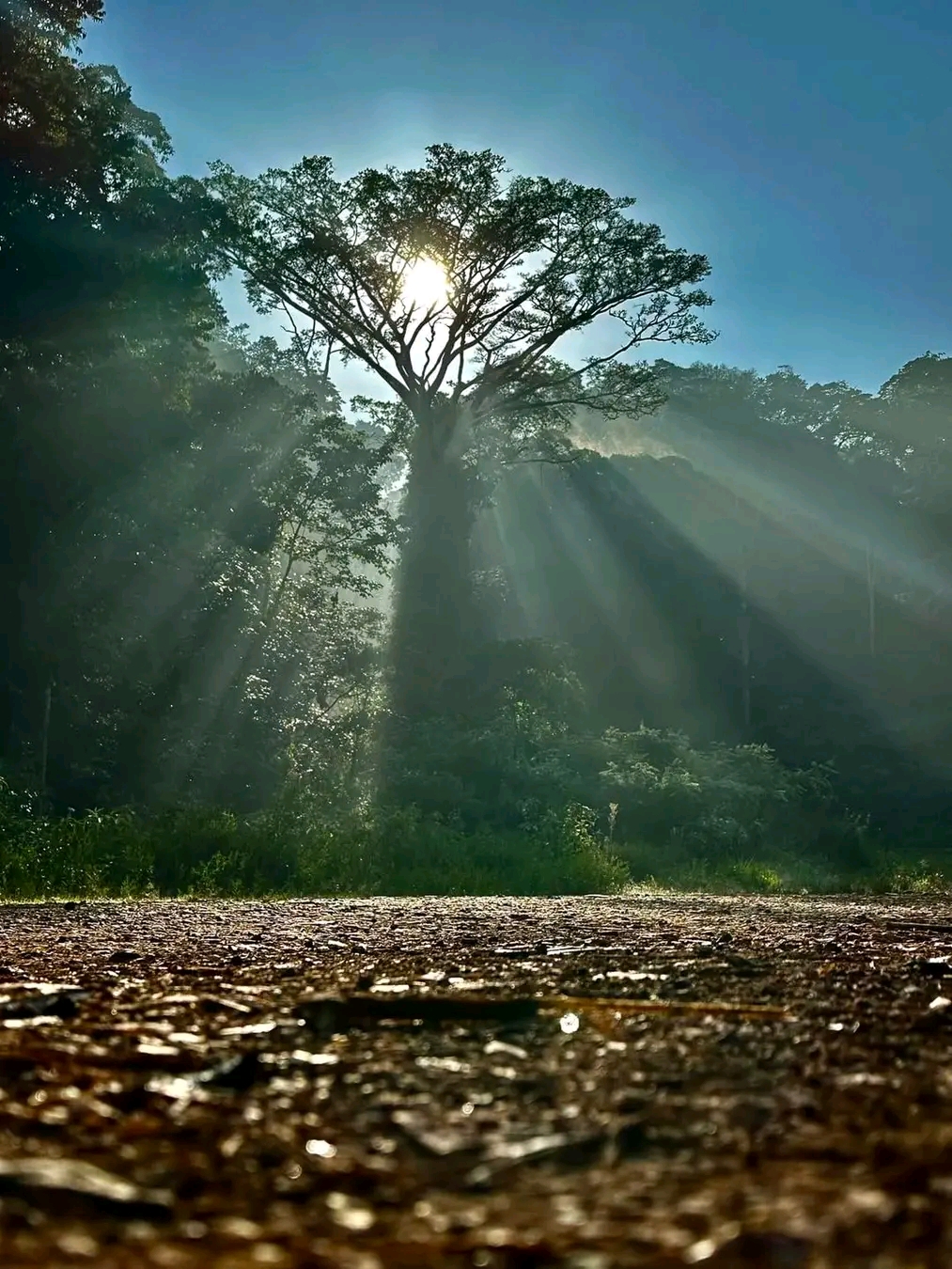 Kakamega Forest 1