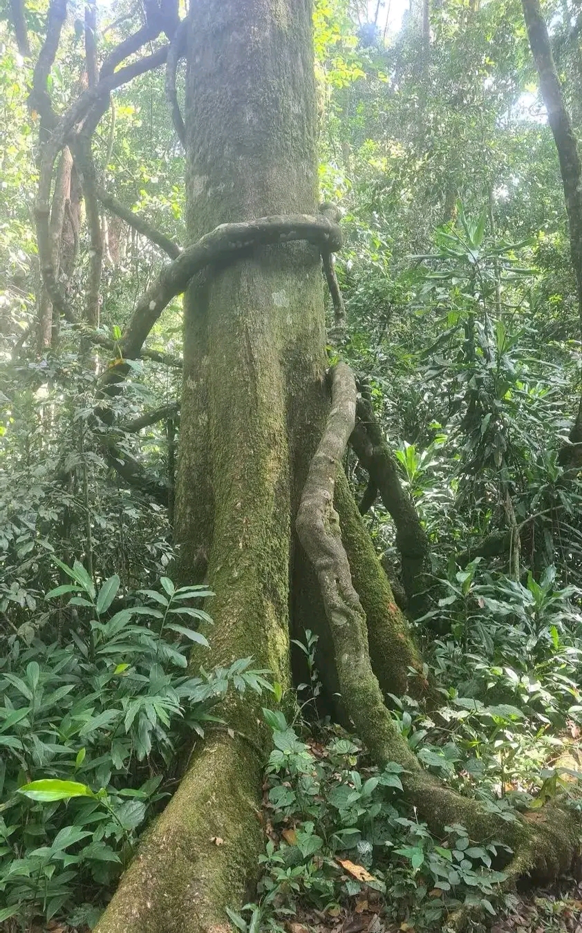 Kakamega Forest 2